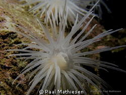 Sea anemone. by Paal Mathiesen 